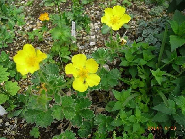 今年の野草１０