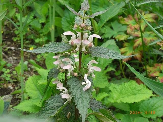 今年の野草１２