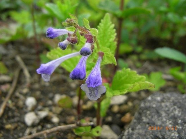 今年の野草１２