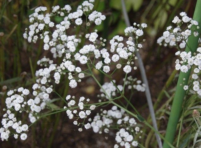 寄せ植え・その後