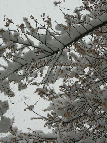 雪と桜