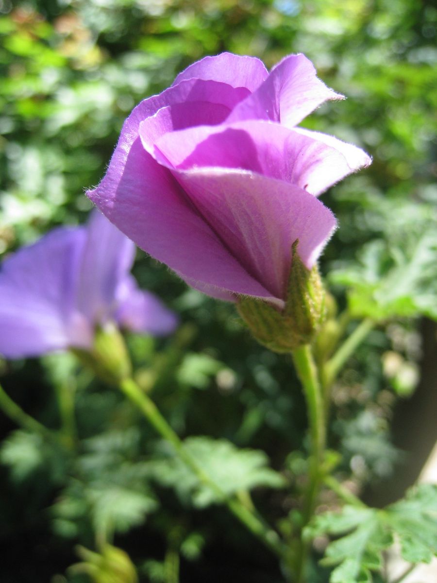 開花が待たれます