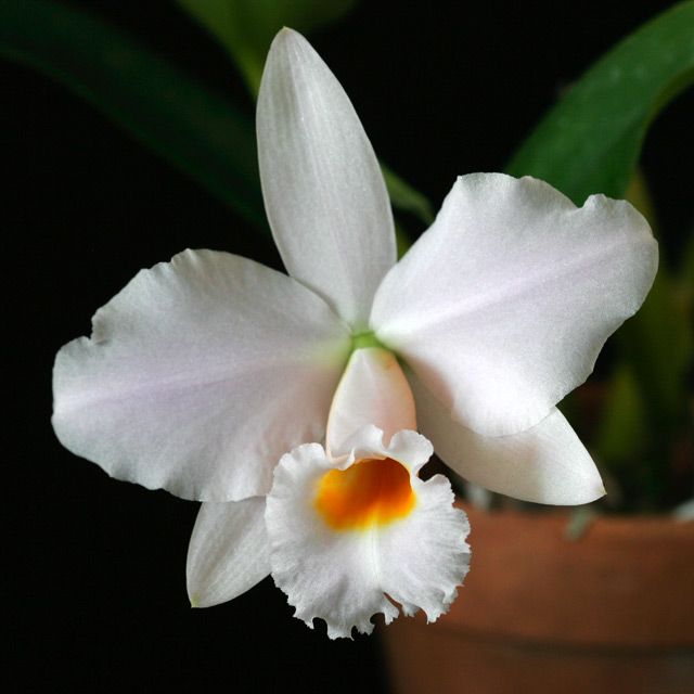 C. Memoria Alberto Wenzel 'Domyoji'