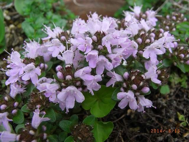 今年の野草１５