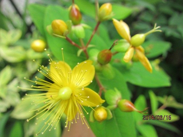 ヒペリカム＆ビヨウヤナギの花