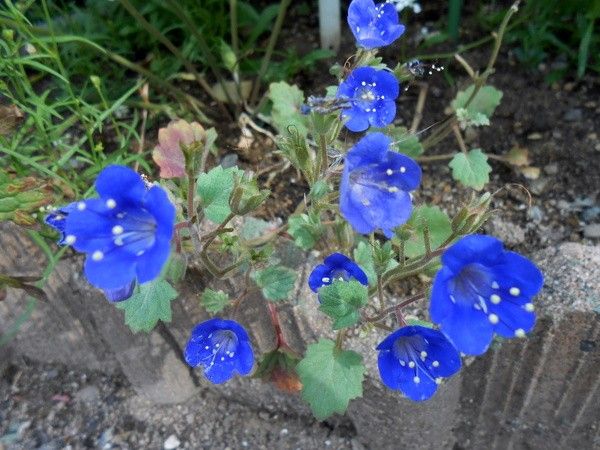 青い花と紫陽花。