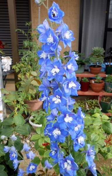 青い花と紫陽花。