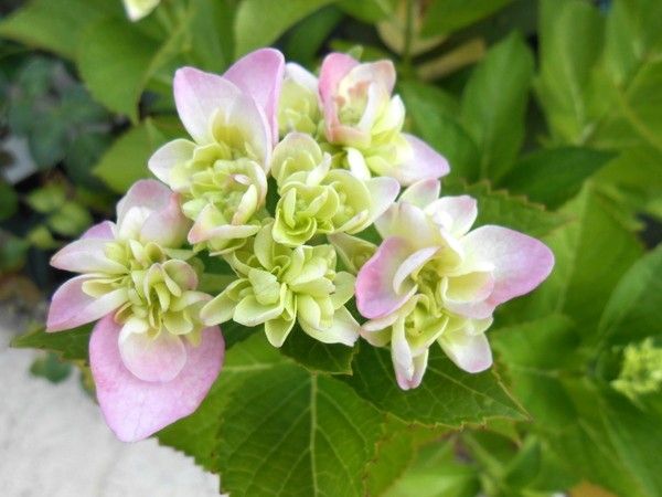 青い花と紫陽花。