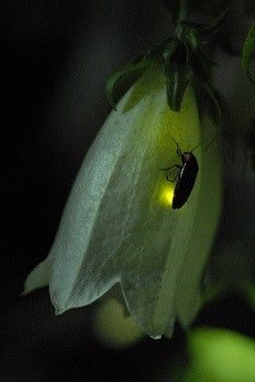 ホタルが飛ぶよ！