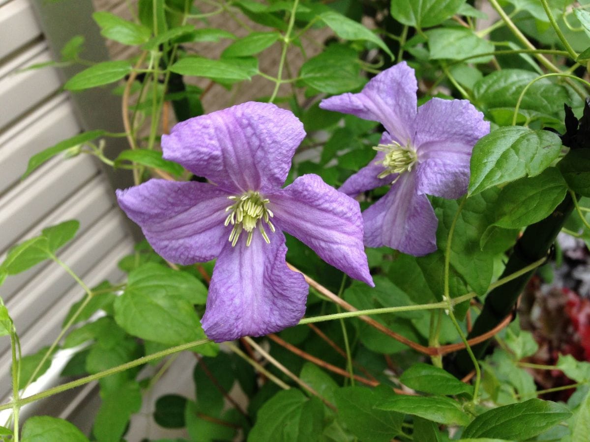 エミリア・プラターの初花