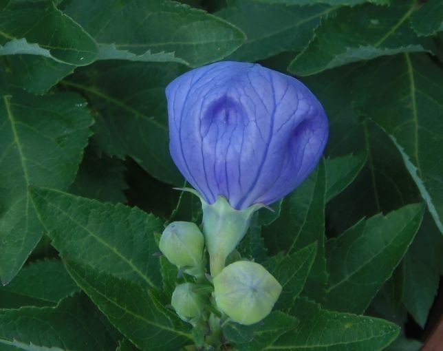 今日の花だより