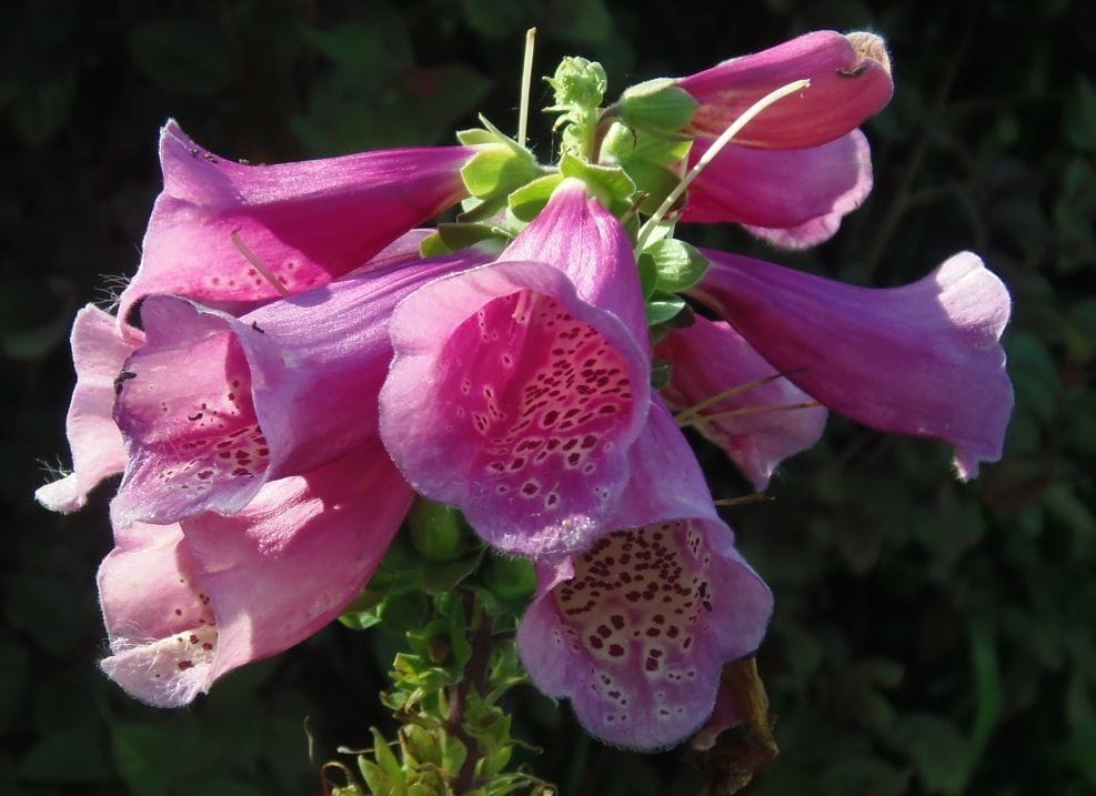 今日の花だより