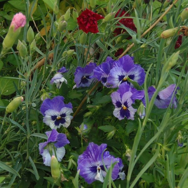 今日の花だより