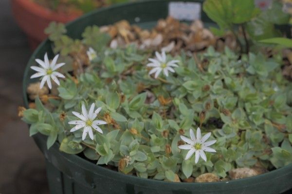 北方系の植物は