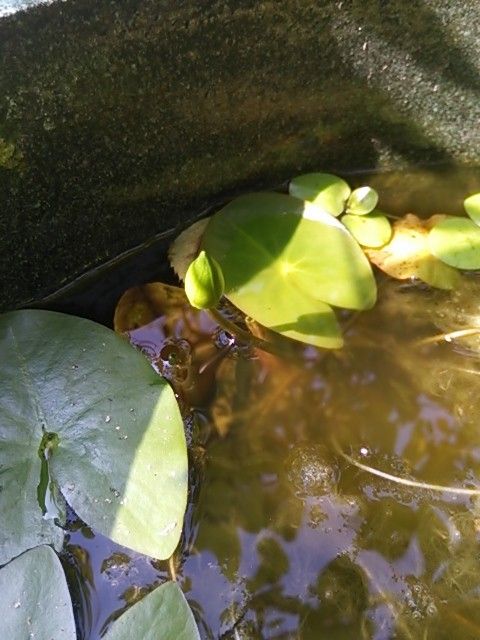 今日の花