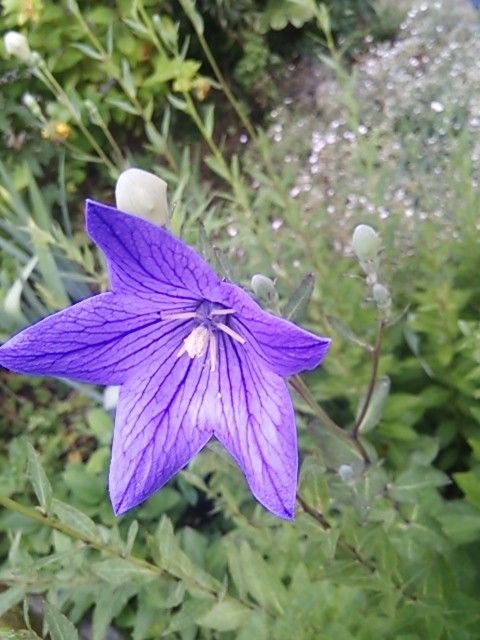 今日の花