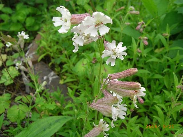 今年の野草１６