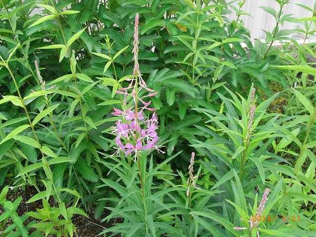 今年の野草１７