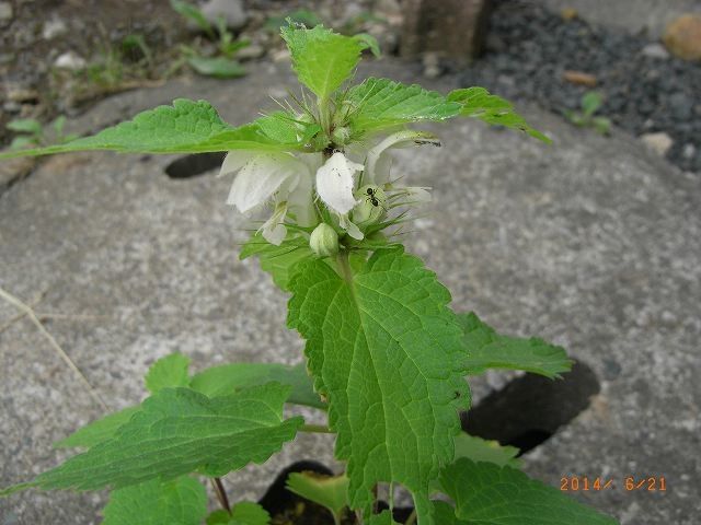 今年の野草１７