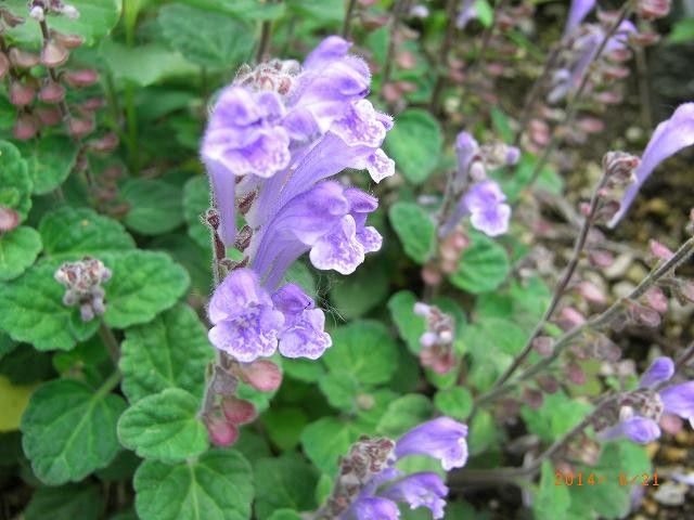 今年の野草２０