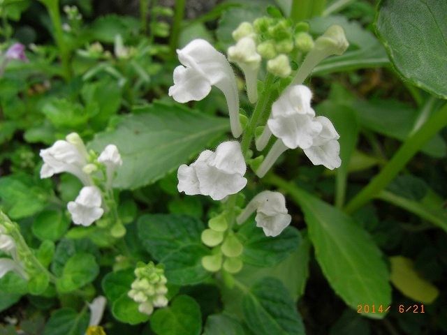 今年の野草２０