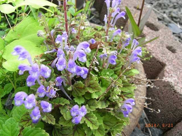 今年の野草２０