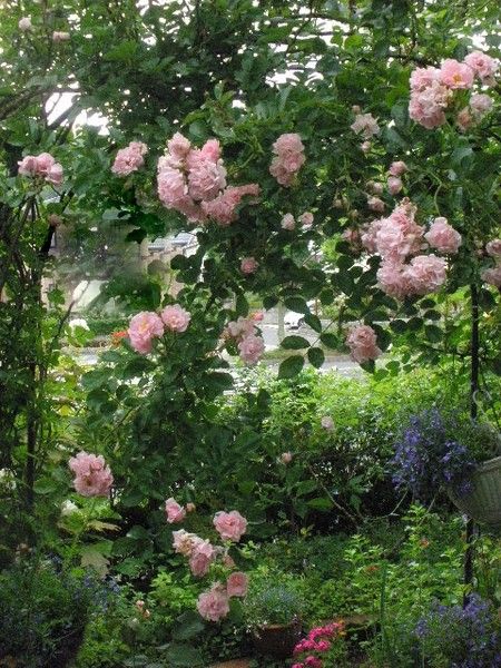 梅雨時のバラ