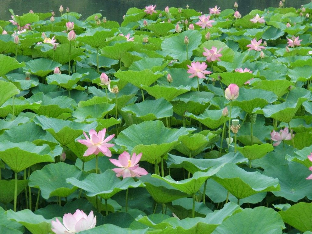 【園芸LOVE 原田が行く】大賀ハス――植物の生命力はほんとうに凄い！