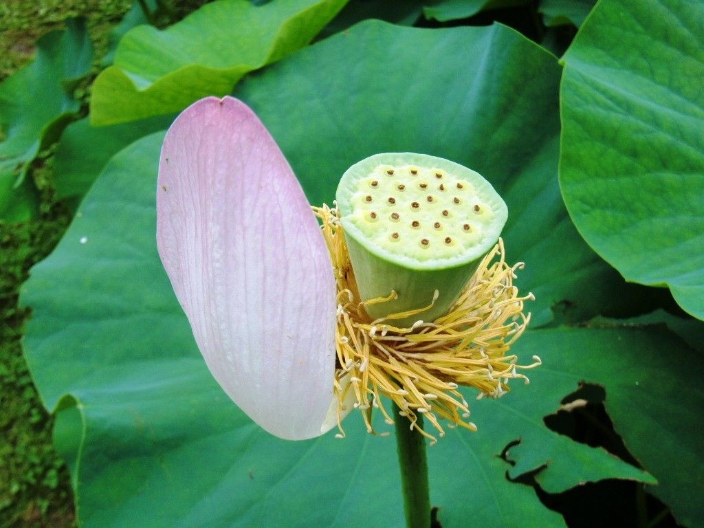 【園芸LOVE 原田が行く】大賀ハス――植物の生命力はほんとうに凄い！