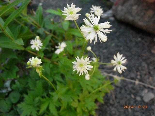 今年の野草２２