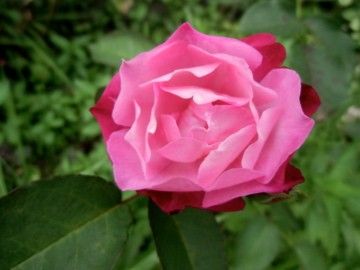庭の薔薇:old rose篇