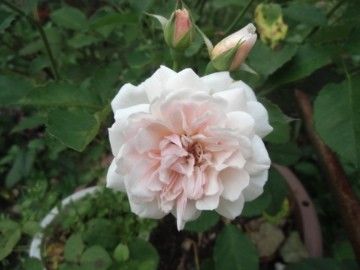 庭の薔薇:old rose篇