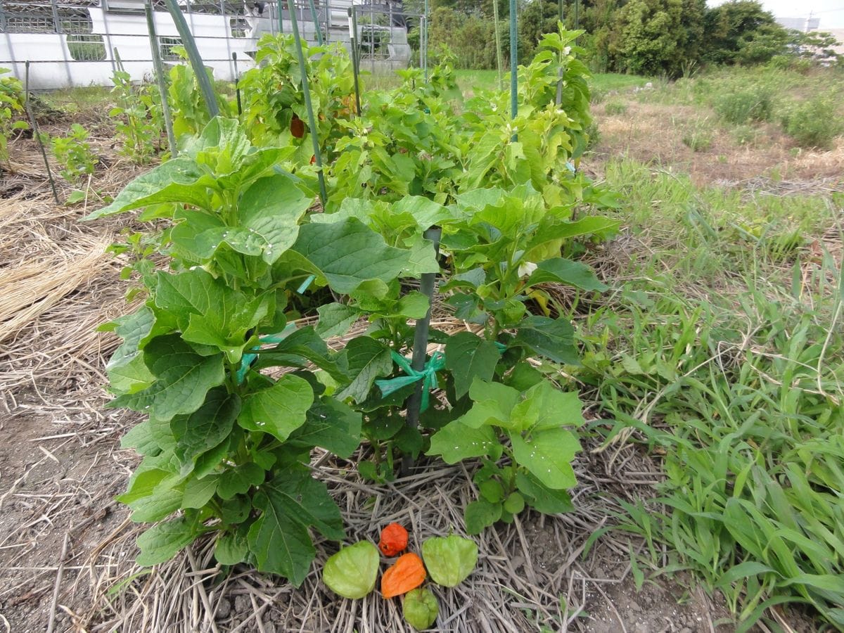 ①の花壇と畑のほおずき