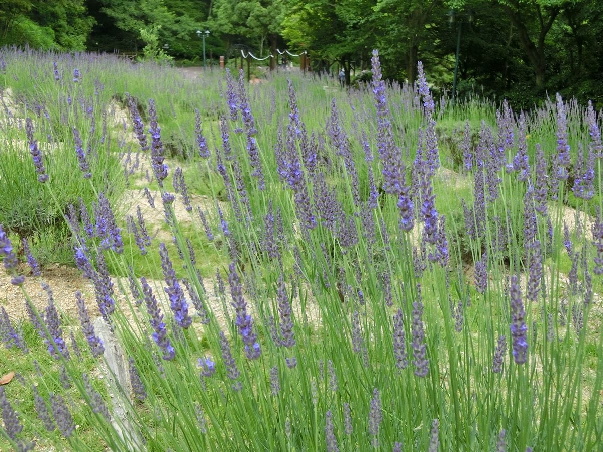 トミー先生の花散歩