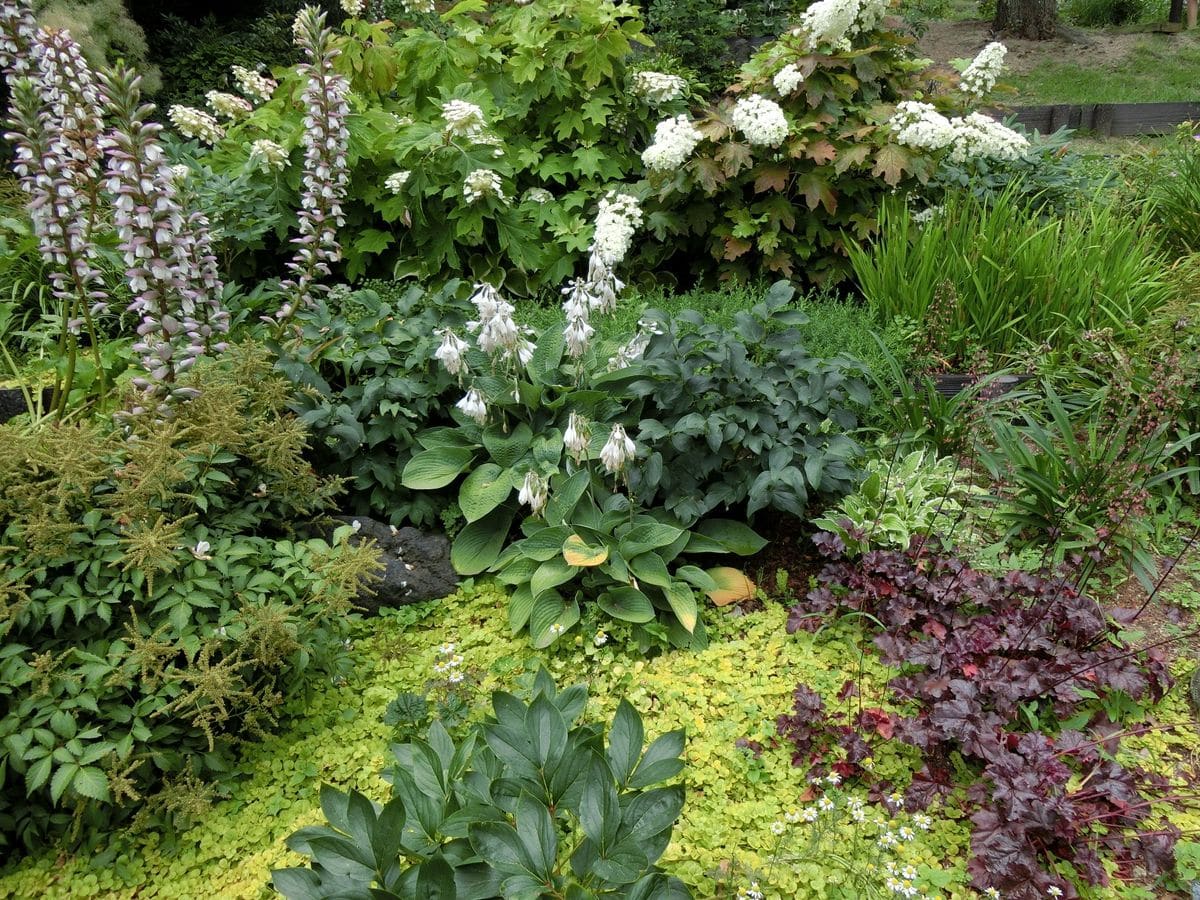 トミー先生の花散歩