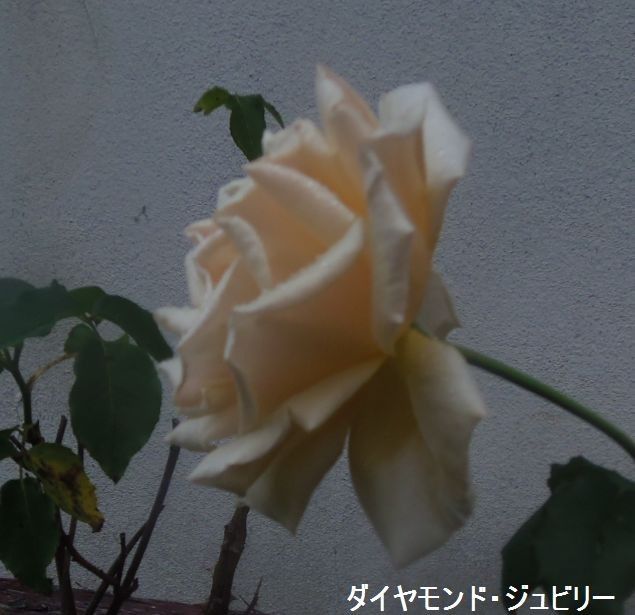 今日のバラ