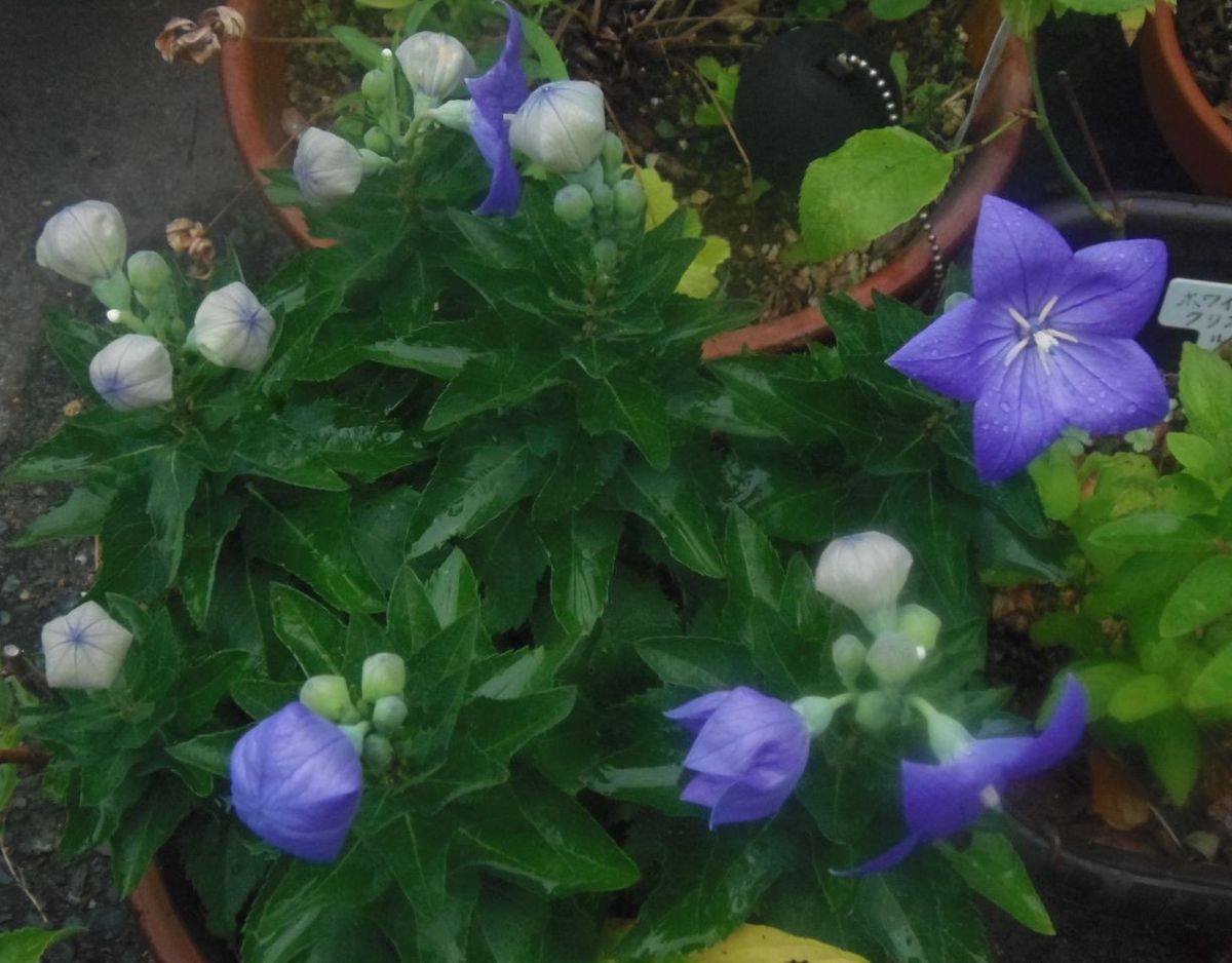 今日の花だより