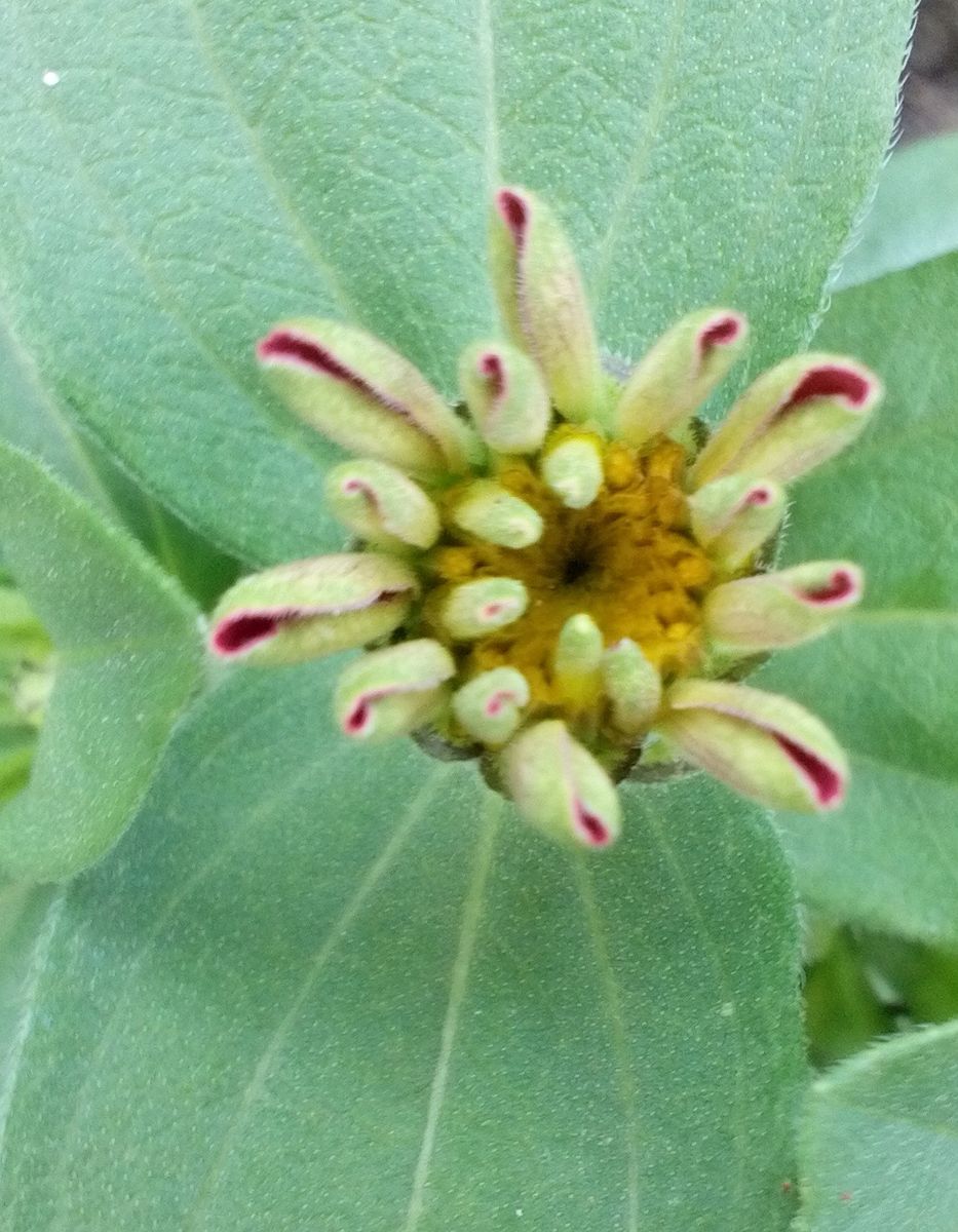 ポニョポニョと紫陽花***ヽ(*´ψ｀＊)