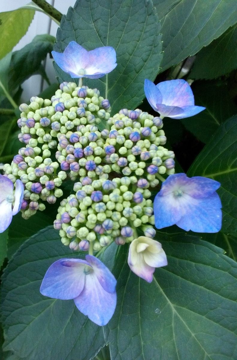 ポニョポニョと紫陽花***ヽ(*´ψ｀＊)