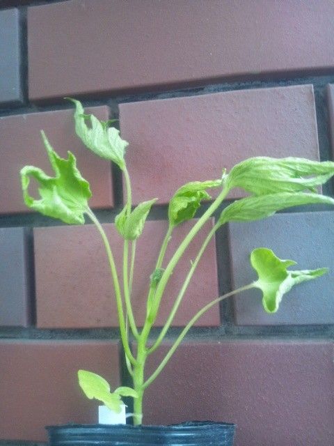 佐倉・歴博　くらしの植物苑