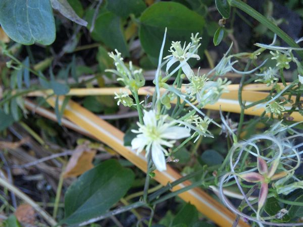 センニンソウがまだ開花中