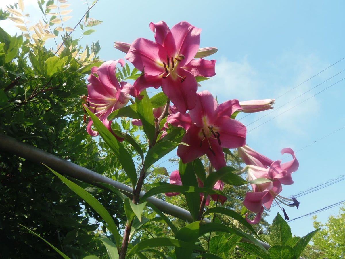 今日の花だより