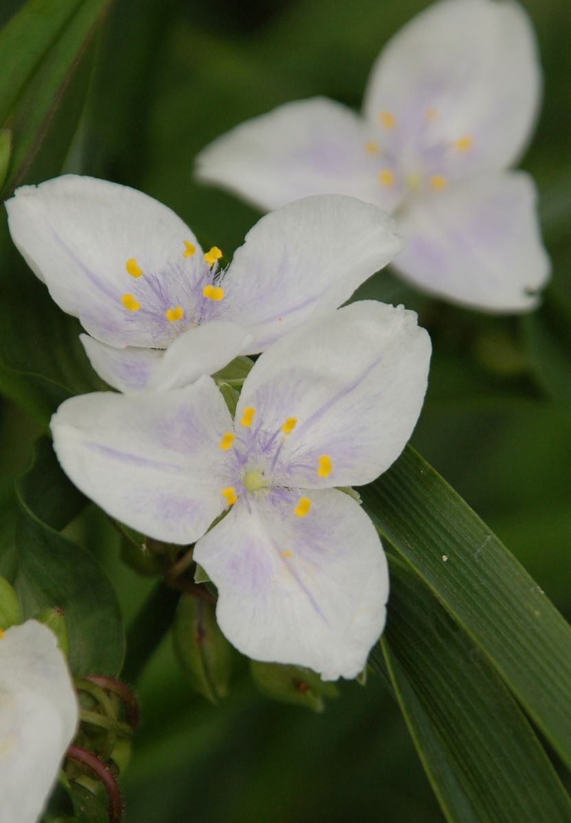 そろそろ夏の花の季節です