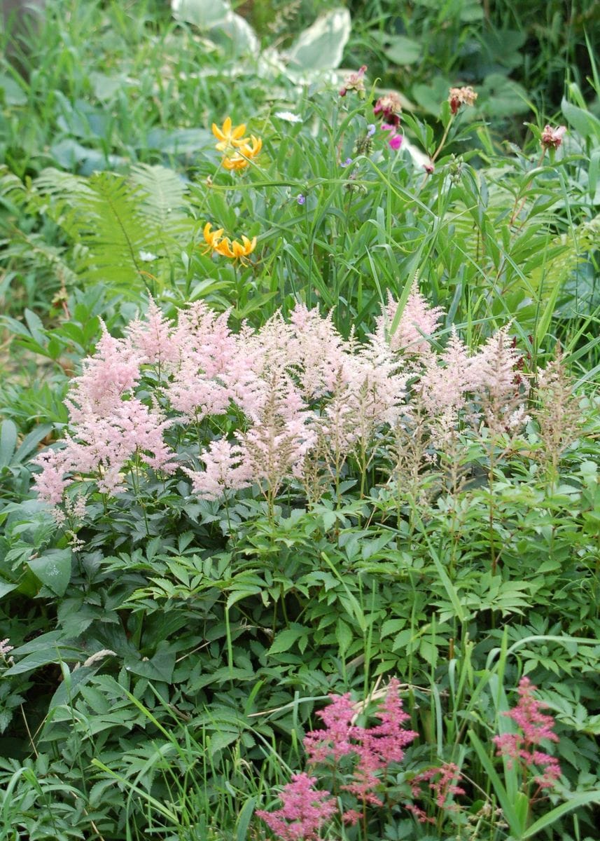 そろそろ夏の花の季節です