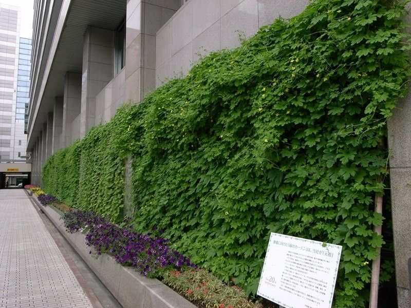 【園芸LOVE 原田が行く】緑のカーテンはもともと「植物すだれ」と呼ばれていた!?