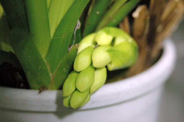 シンビの花芽