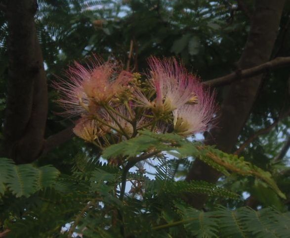 はまぼうの花