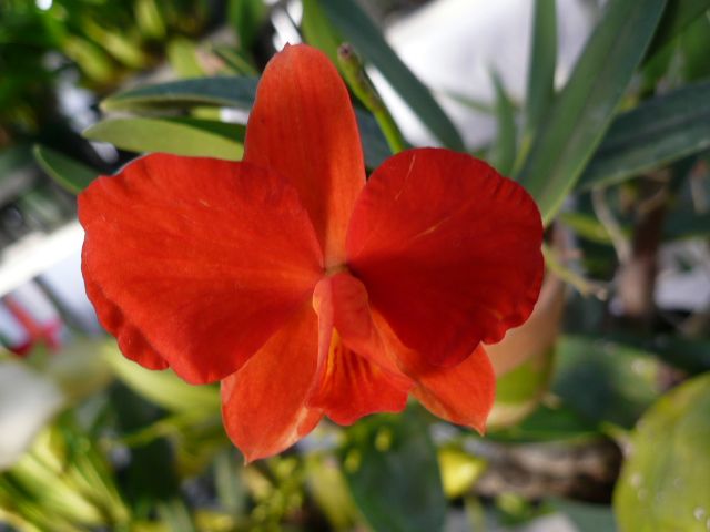 Soph.coccinea