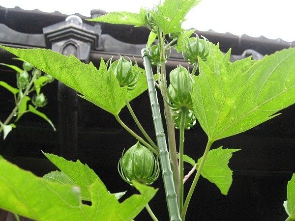 雨のあとは