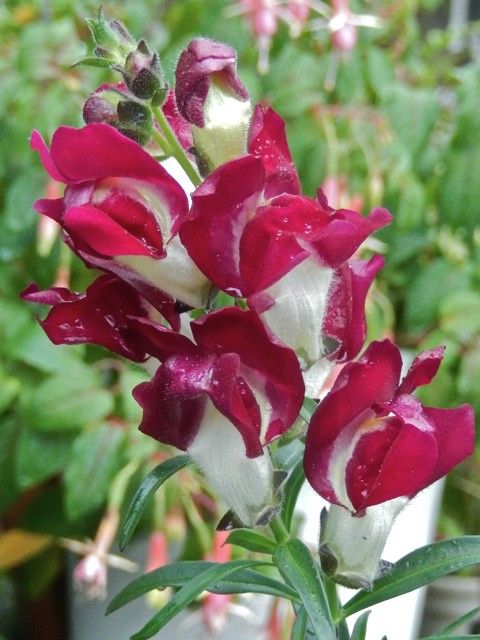 Antirrhinum &quot;night &amp; day&quot;